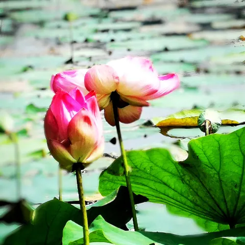 lotus  flower in garden photography