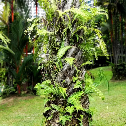 Local treee specis Malaysia