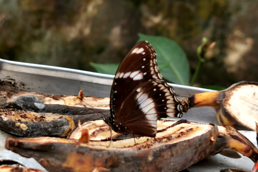  butterfly close up