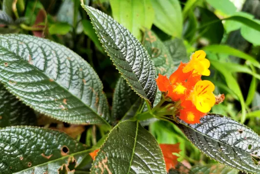 KL Butterfly Park flower