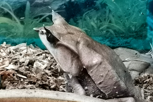 KL Butterfly Park frog