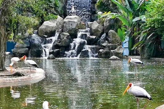 The flamingo pond