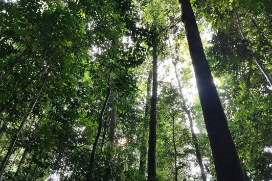 The morning sun beaming through the trees