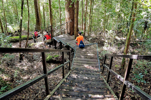 Trekking to Bukit Terisek, Taman Negara