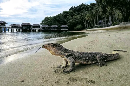 monitor lizzard