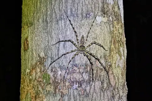 night jungle walk - spider