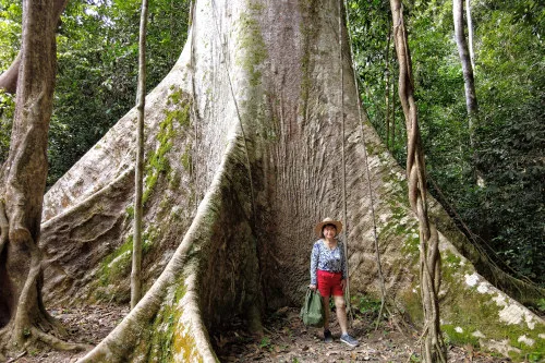 tallest Tualang tree in Taman Negara.