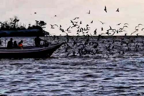 Eagle feeding session at Kuala Selangor