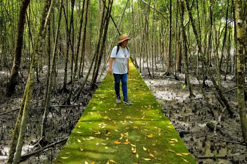 mangrove path at Kuala Selangor Nature Park 