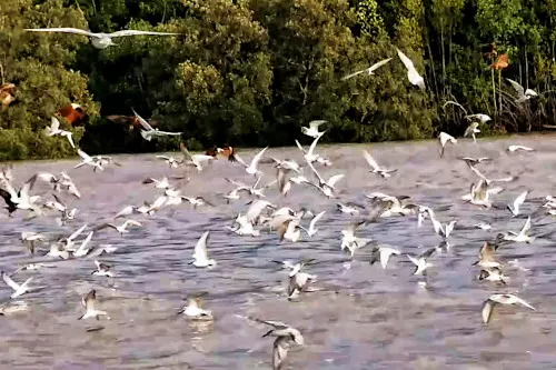 stork flying, Eagle feeding session at Kuala Selangor