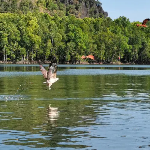 Eagle feeding experience