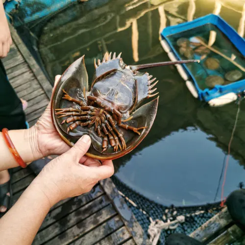 horseshoe crab 