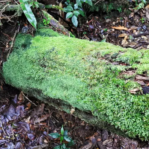 Coral Hill moss on tree