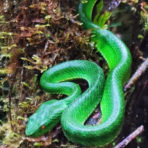 Coral Hill green viper