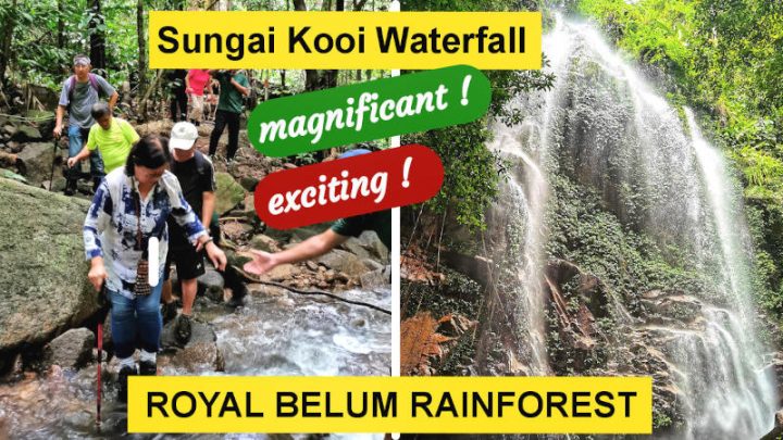Royal Belum Rainforest