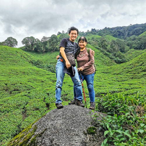 Cameron highlands attractions, vast tea fileds at boh tea plantation