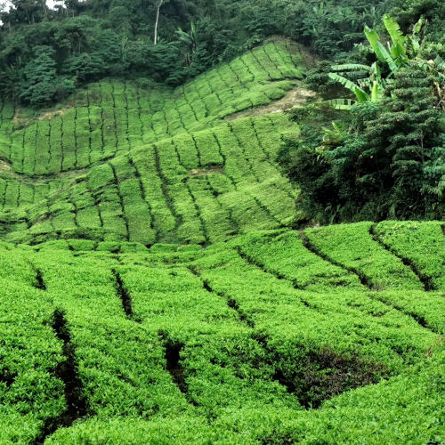 Sungai Palas tea plantation