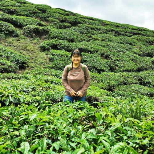 Cameron highlands attractions, Boh tea