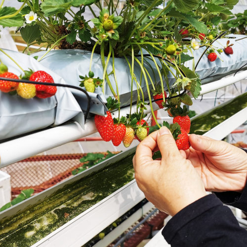 strawberry farm in lavender garden