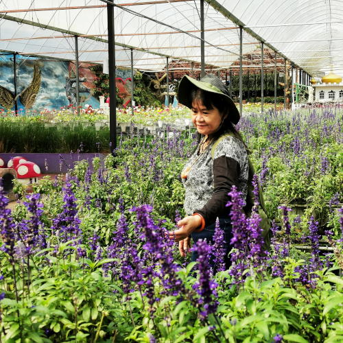 laavender garden, Cameron highlands attractions