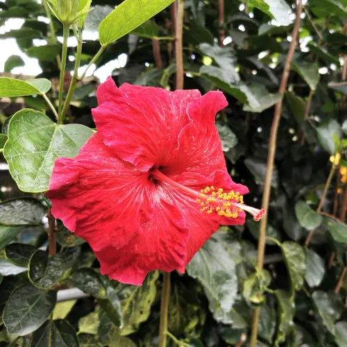 hibiscus, Natioanl flower of Malaysia