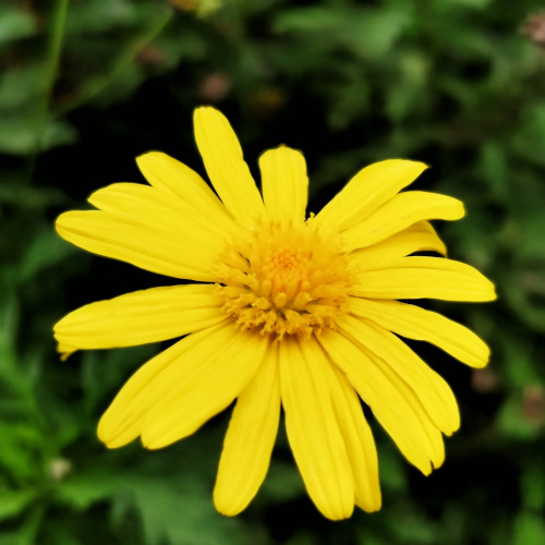 flower in The Orchid and Rose Garden (O&R Garden)