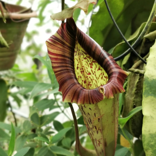 pitcher plant in The Orchid and Rose Garden (O&R Garden)