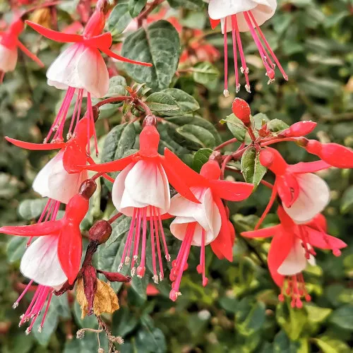 flower in The Orchid and Rose Garden (O&R Garden)