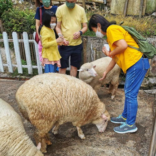 sheep santuary, Cameron highlands attractions