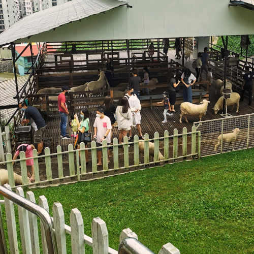 sheep sancturay Cameron highlands attractions