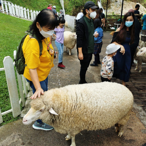 sheep sanctuaray at cameron highlands