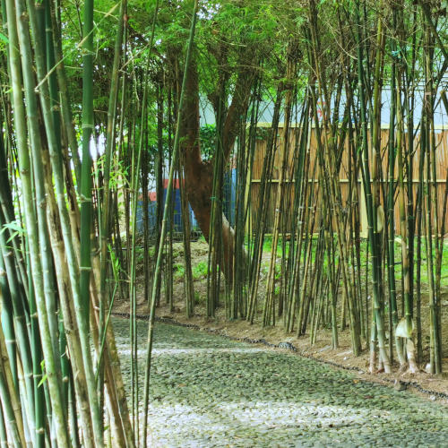 Bamboo fence Selangor-Japan Friendship Garden
