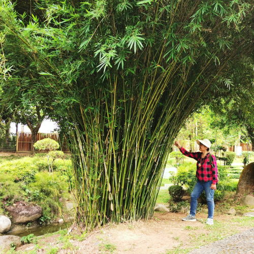 Bamboo at Selangor-Japan Friendship Garden