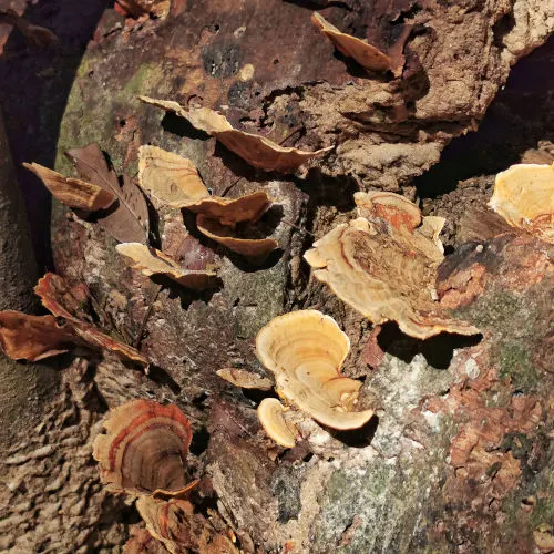 Fungus at Gunung Angsi