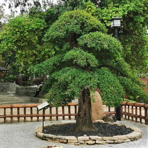bonsai at Selangor-Japan Friendship Garden