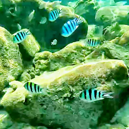 snorkel at pulau perhentian