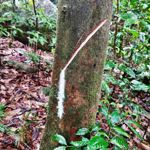 tapping rubber tree