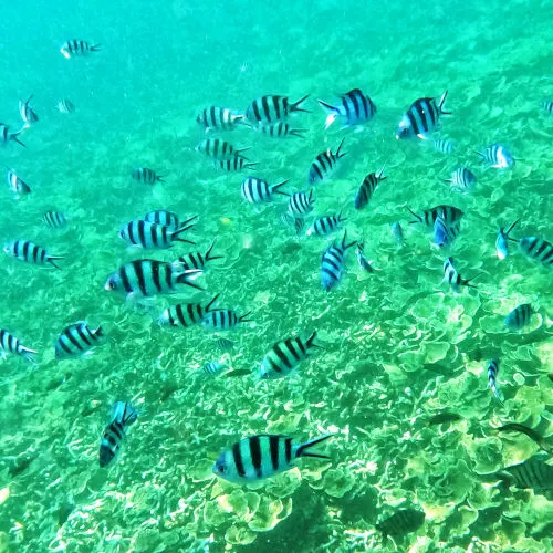 snorkeling at Marine park