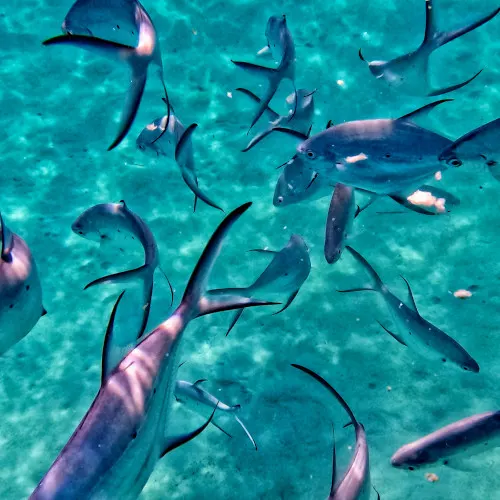 snorkeling at taaras