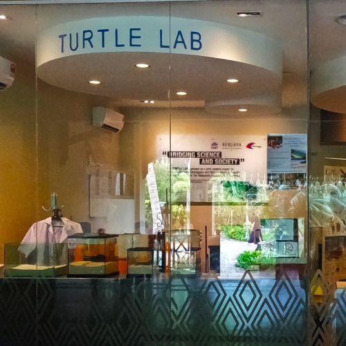 turtle lab