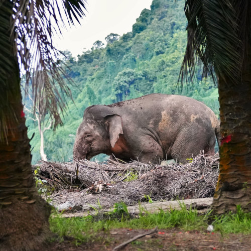 Borneo pygmy elephant 4s