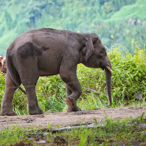 Borneo pygmy elephant, Kinabatangan river cruise 