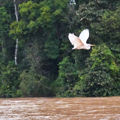 Great egret 1s