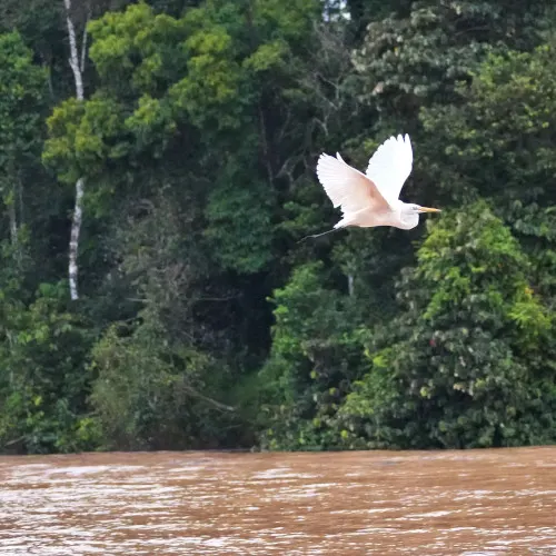 Great egret 1s