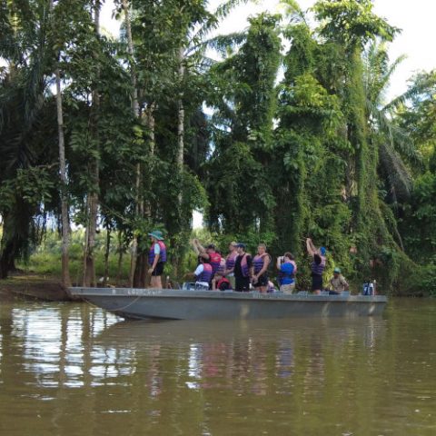 Kinabatangan River Cruise - The Best Trip In Borneo (amazing Experience)