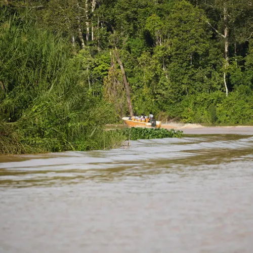 Kinabatangan river cruise