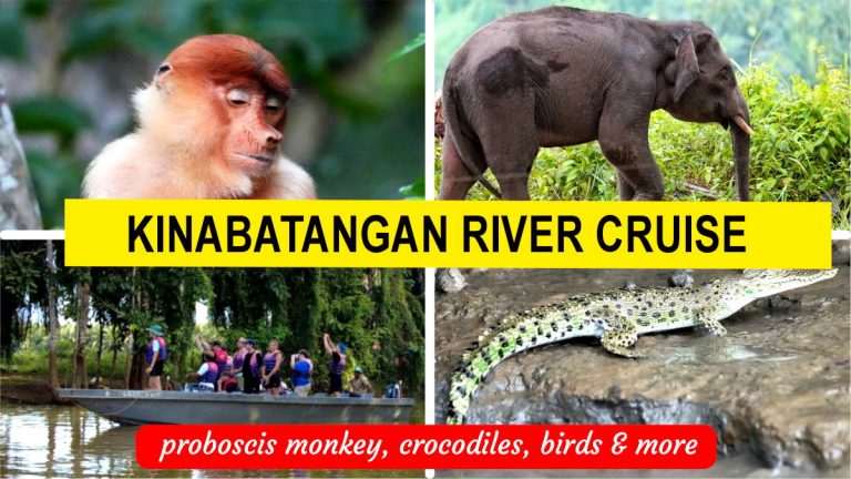 Kinabatangan river video