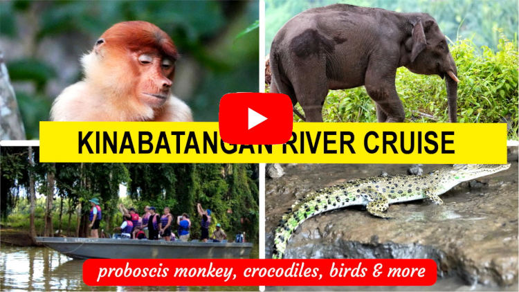 kinabatangan river cruise day trip