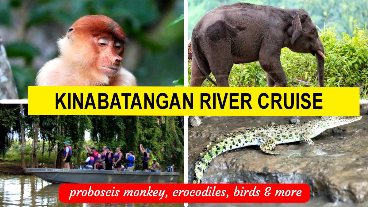 kinabatangan river cruise from sandakan