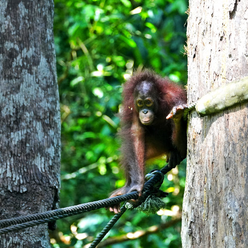 Sepilok Orangutan Rehabilitaion Center (1)